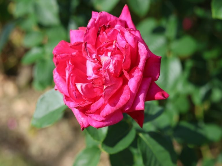 Canon eos r7 ef s 